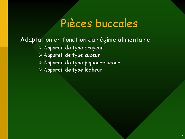 Pièces buccales Adaptation en fonction du régime alimentaire Ø Appareil de type broyeur Ø Pièces buccales Adaptation en fonction du régime alimentaire Ø Appareil de type broyeur Ø