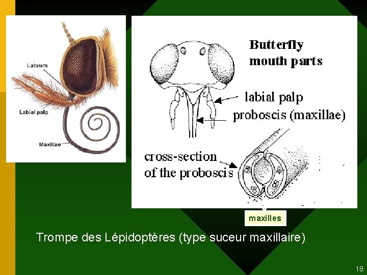 maxilles Trompe des Lépidoptères (type suceur maxillaire) 18 maxilles Trompe des Lépidoptères (type suceur maxillaire) 18