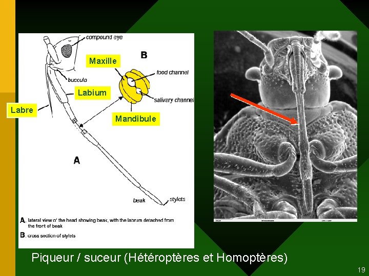Maxille Labium Labre Mandibule Piqueur / suceur (Hétéroptères et Homoptères) 19 Maxille Labium Labre Mandibule Piqueur / suceur (Hétéroptères et Homoptères) 19