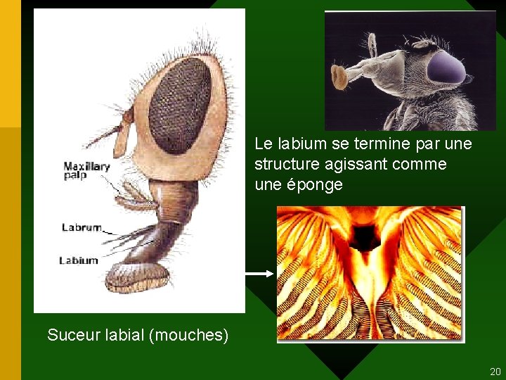 Le labium se termine par une structure agissant comme une éponge Suceur labial (mouches) Le labium se termine par une structure agissant comme une éponge Suceur labial (mouches)
