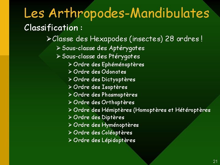 Les Arthropodes-Mandibulates Classification : ØClasse des Hexapodes (insectes) 28 ordres ! Ø Sous-classe des Les Arthropodes-Mandibulates Classification : ØClasse des Hexapodes (insectes) 28 ordres ! Ø Sous-classe des