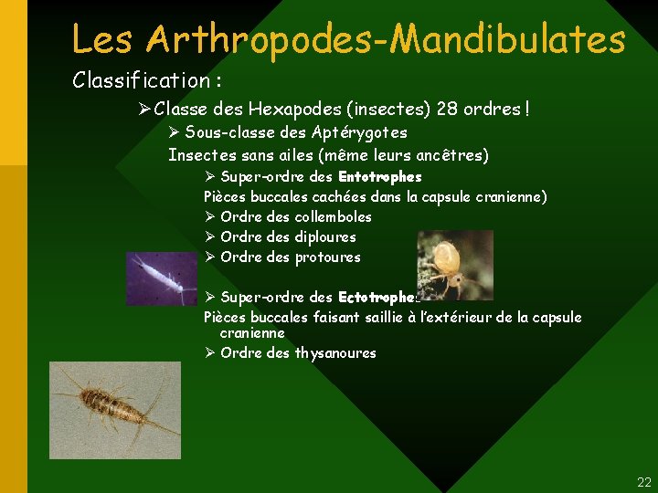 Les Arthropodes-Mandibulates Classification : Ø Classe des Hexapodes (insectes) 28 ordres ! Ø Sous-classe Les Arthropodes-Mandibulates Classification : Ø Classe des Hexapodes (insectes) 28 ordres ! Ø Sous-classe