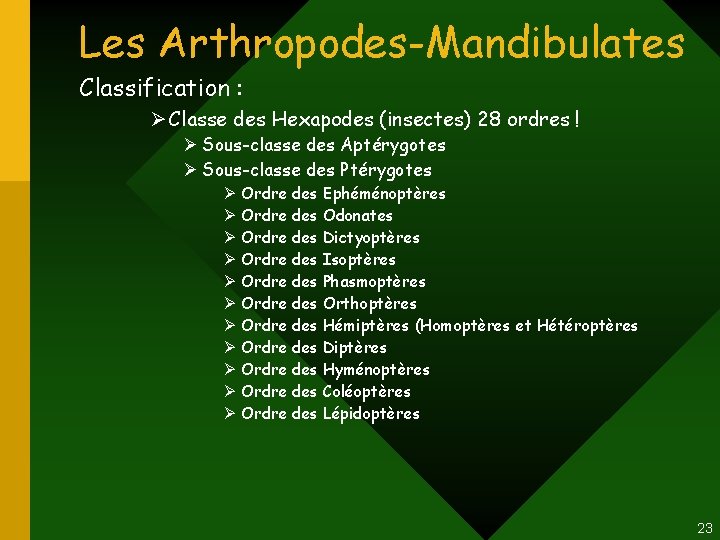 Les Arthropodes-Mandibulates Classification : Ø Classe des Hexapodes (insectes) 28 ordres ! Ø Sous-classe Les Arthropodes-Mandibulates Classification : Ø Classe des Hexapodes (insectes) 28 ordres ! Ø Sous-classe