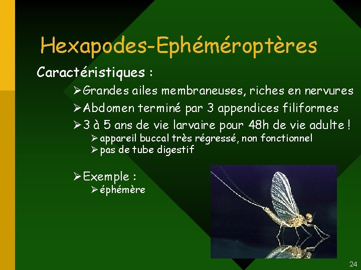 Hexapodes-Ephéméroptères Caractéristiques : ØGrandes ailes membraneuses, riches en nervures ØAbdomen terminé par 3 appendices Hexapodes-Ephéméroptères Caractéristiques : ØGrandes ailes membraneuses, riches en nervures ØAbdomen terminé par 3 appendices