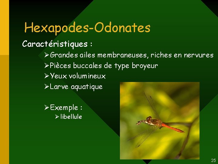Hexapodes-Odonates Caractéristiques : ØGrandes ailes membraneuses, riches en nervures ØPièces buccales de type broyeur Hexapodes-Odonates Caractéristiques : ØGrandes ailes membraneuses, riches en nervures ØPièces buccales de type broyeur