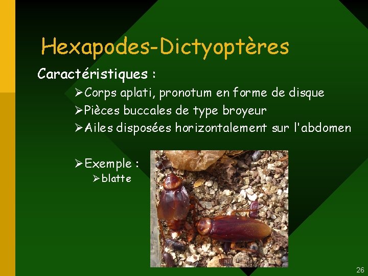Hexapodes-Dictyoptères Caractéristiques : ØCorps aplati, pronotum en forme de disque ØPièces buccales de type Hexapodes-Dictyoptères Caractéristiques : ØCorps aplati, pronotum en forme de disque ØPièces buccales de type