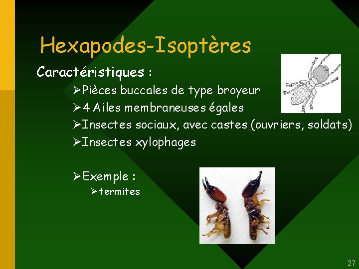 Hexapodes-Isoptères Caractéristiques : ØPièces buccales de type broyeur Ø 4 Ailes membraneuses égales ØInsectes Hexapodes-Isoptères Caractéristiques : ØPièces buccales de type broyeur Ø 4 Ailes membraneuses égales ØInsectes
