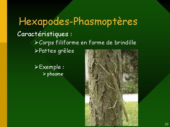 Hexapodes-Phasmoptères Caractéristiques : ØCorps filiforme en forme de brindille ØPattes grêles ØExemple : Ø Hexapodes-Phasmoptères Caractéristiques : ØCorps filiforme en forme de brindille ØPattes grêles ØExemple : Ø