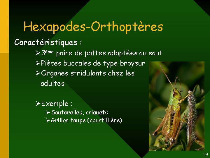 Hexapodes-Orthoptères Caractéristiques : Ø 3ème paire de pattes adaptées au saut ØPièces buccales de Hexapodes-Orthoptères Caractéristiques : Ø 3ème paire de pattes adaptées au saut ØPièces buccales de