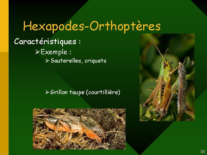 Hexapodes-Orthoptères Caractéristiques : ØExemple : Ø Sauterelles, criquets Ø Grillon taupe (courtillière) 30 Hexapodes-Orthoptères Caractéristiques : ØExemple : Ø Sauterelles, criquets Ø Grillon taupe (courtillière) 30