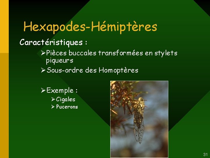 Hexapodes-Hémiptères Caractéristiques : ØPièces buccales transformées en stylets piqueurs ØSous-ordre des Homoptères ØExemple : Hexapodes-Hémiptères Caractéristiques : ØPièces buccales transformées en stylets piqueurs ØSous-ordre des Homoptères ØExemple :