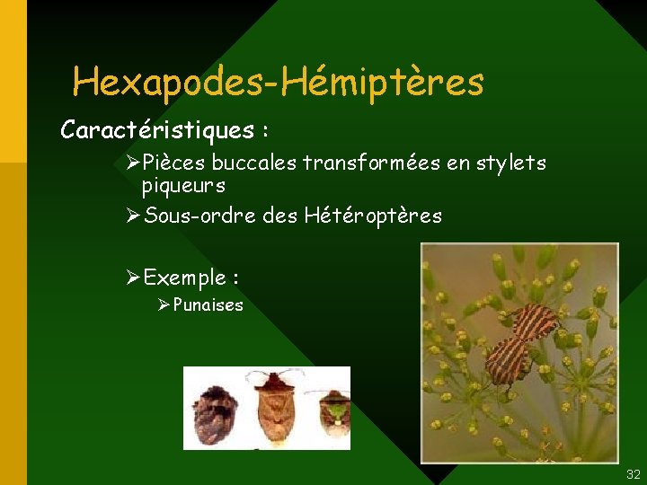 Hexapodes-Hémiptères Caractéristiques : ØPièces buccales transformées en stylets piqueurs ØSous-ordre des Hétéroptères ØExemple : Hexapodes-Hémiptères Caractéristiques : ØPièces buccales transformées en stylets piqueurs ØSous-ordre des Hétéroptères ØExemple :