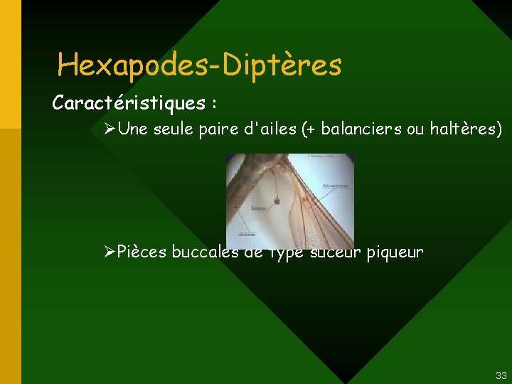 Hexapodes-Diptères Caractéristiques : ØUne seule paire d'ailes (+ balanciers ou haltères) ØPièces buccales de Hexapodes-Diptères Caractéristiques : ØUne seule paire d'ailes (+ balanciers ou haltères) ØPièces buccales de