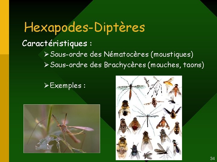 Hexapodes-Diptères Caractéristiques : ØSous-ordre des Nématocères (moustiques) ØSous-ordre des Brachycères (mouches, taons) ØExemples : Hexapodes-Diptères Caractéristiques : ØSous-ordre des Nématocères (moustiques) ØSous-ordre des Brachycères (mouches, taons) ØExemples :