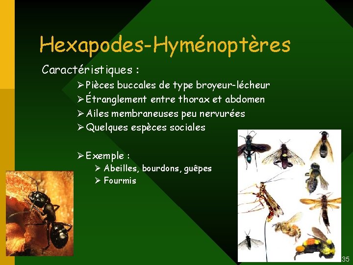 Hexapodes-Hyménoptères Caractéristiques : Ø Pièces buccales de type broyeur-lécheur Ø Étranglement entre thorax et Hexapodes-Hyménoptères Caractéristiques : Ø Pièces buccales de type broyeur-lécheur Ø Étranglement entre thorax et