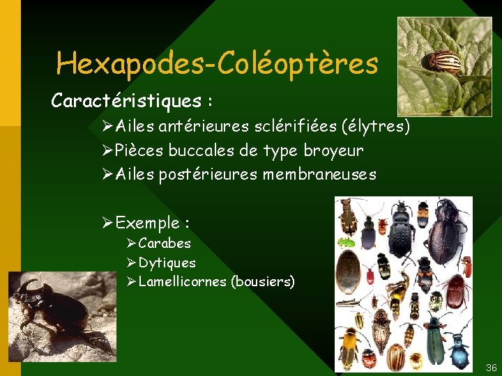 Hexapodes-Coléoptères Caractéristiques : ØAiles antérieures sclérifiées (élytres) ØPièces buccales de type broyeur ØAiles postérieures Hexapodes-Coléoptères Caractéristiques : ØAiles antérieures sclérifiées (élytres) ØPièces buccales de type broyeur ØAiles postérieures
