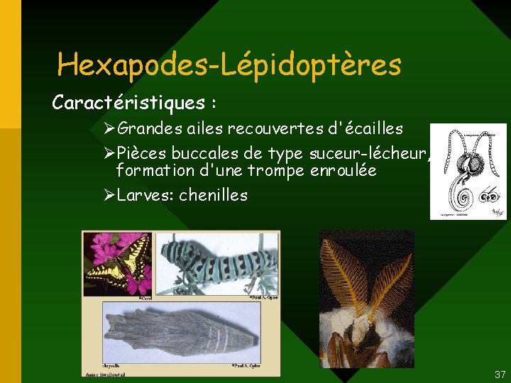Hexapodes-Lépidoptères Caractéristiques : ØGrandes ailes recouvertes d'écailles ØPièces buccales de type suceur-lécheur, formation d'une Hexapodes-Lépidoptères Caractéristiques : ØGrandes ailes recouvertes d'écailles ØPièces buccales de type suceur-lécheur, formation d'une
