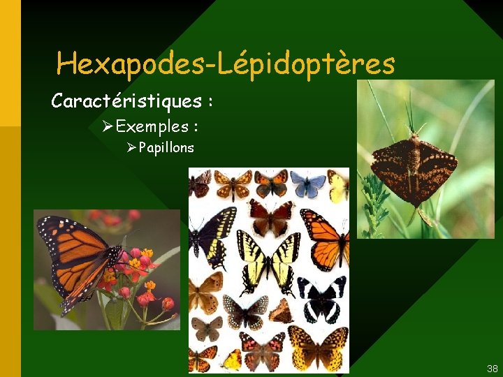 Hexapodes-Lépidoptères Caractéristiques : ØExemples : Ø Papillons 38 Hexapodes-Lépidoptères Caractéristiques : ØExemples : Ø Papillons 38