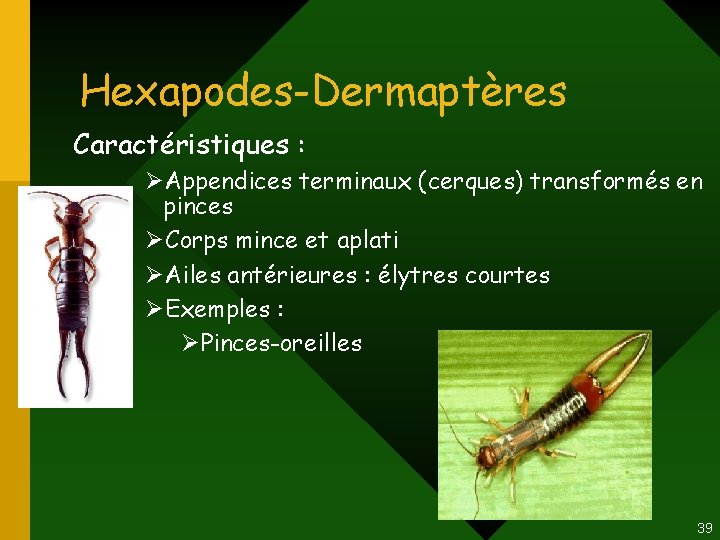 Hexapodes-Dermaptères Caractéristiques : ØAppendices terminaux (cerques) transformés en pinces ØCorps mince et aplati ØAiles Hexapodes-Dermaptères Caractéristiques : ØAppendices terminaux (cerques) transformés en pinces ØCorps mince et aplati ØAiles