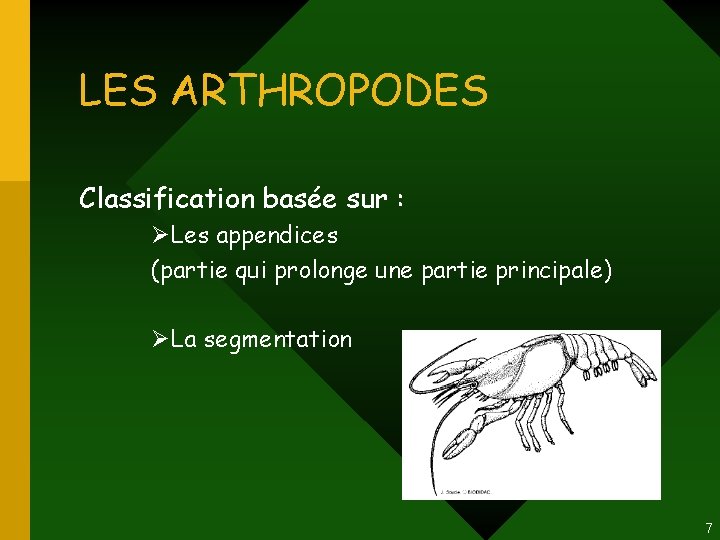 LES ARTHROPODES Classification basée sur : ØLes appendices (partie qui prolonge une partie principale) LES ARTHROPODES Classification basée sur : ØLes appendices (partie qui prolonge une partie principale)