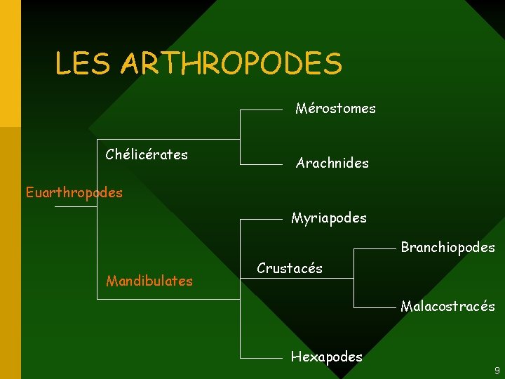 LES ARTHROPODES Mérostomes Chélicérates Arachnides Euarthropodes Myriapodes Branchiopodes Mandibulates Crustacés Malacostracés Hexapodes 9 LES ARTHROPODES Mérostomes Chélicérates Arachnides Euarthropodes Myriapodes Branchiopodes Mandibulates Crustacés Malacostracés Hexapodes 9