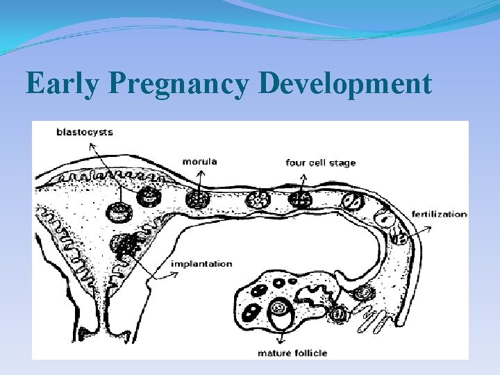 Early Pregnancy Development Early Pregnancy Development