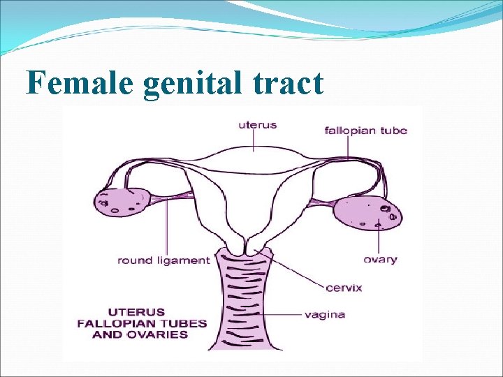 Female genital tract Female genital tract
