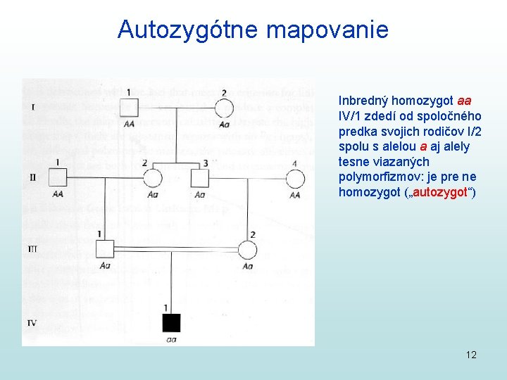 Autozygótne mapovanie Inbredný homozygot aa IV/1 zdedí od spoločného predka svojich rodičov I/2 spolu Autozygótne mapovanie Inbredný homozygot aa IV/1 zdedí od spoločného predka svojich rodičov I/2 spolu