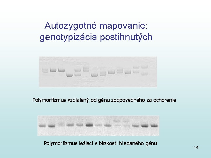 Autozygotné mapovanie: genotypizácia postihnutých Polymorfizmus vzdialený od génu zodpovedného za ochorenie Polymorfizmus ležiaci v