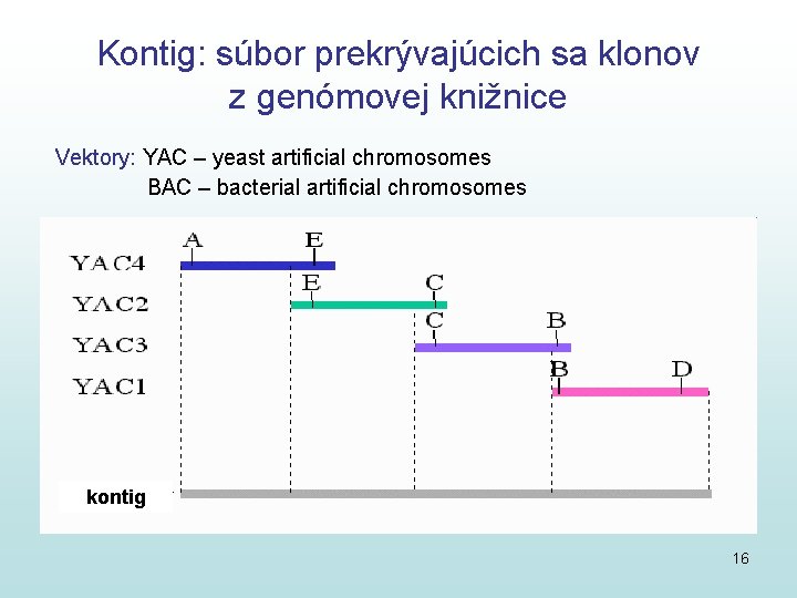 Kontig: súbor prekrývajúcich sa klonov z genómovej knižnice Vektory: YAC – yeast artificial chromosomes