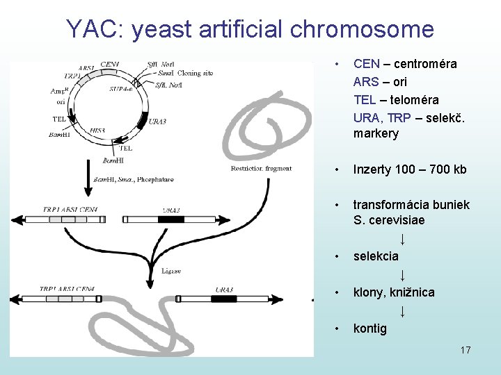 YAC: yeast artificial chromosome • • • CEN – centroméra ARS – ori TEL