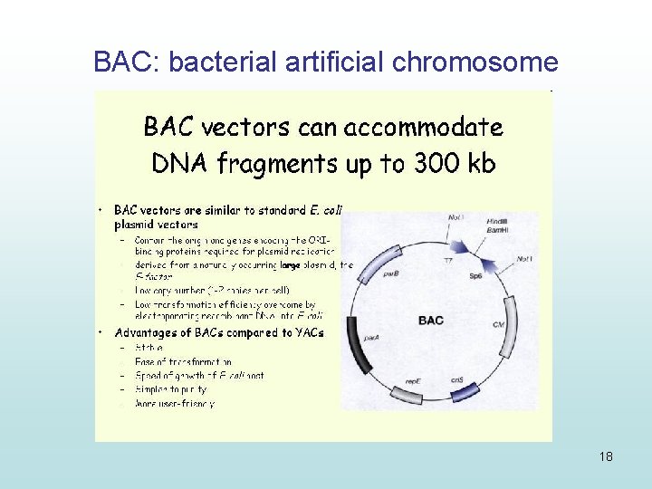 BAC: bacterial artificial chromosome 18 BAC: bacterial artificial chromosome 18