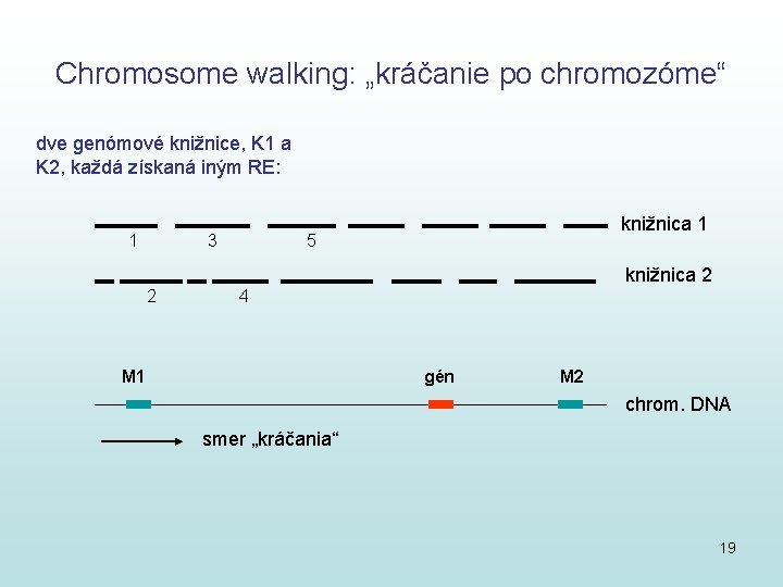 Chromosome walking: „kráčanie po chromozóme“ dve genómové knižnice, K 1 a K 2, každá