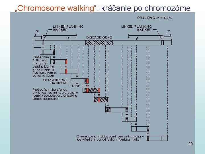 „Chromosome walking“: kráčanie po chromozóme 20 