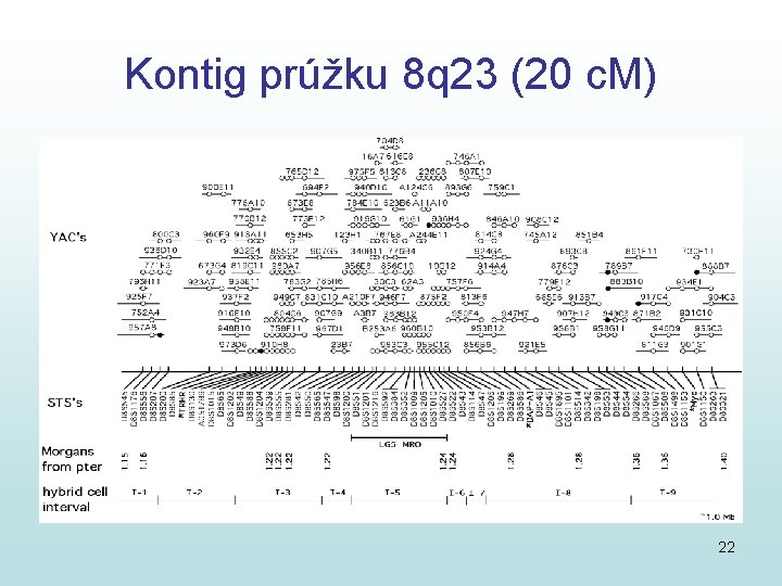 Kontig prúžku 8 q 23 (20 c. M) 22 