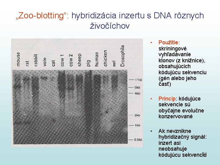 „Zoo-blotting“: hybridizácia inzertu s DNA rôznych živočíchov • Použitie: skríningové vyhľadávanie klonov (z knižnice),