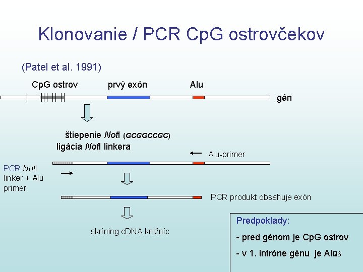 Klonovanie / PCR Cp. G ostrovčekov (Patel et al. 1991) Cp. G ostrov prvý