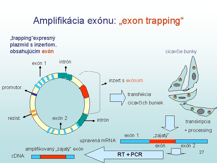 Amplifikácia exónu: „exon trapping“ „trapping“expresný plazmid s inzertom, obsahujúcim exón 1 cicavčie bunky intrón Amplifikácia exónu: „exon trapping“ „trapping“expresný plazmid s inzertom, obsahujúcim exón 1 cicavčie bunky intrón