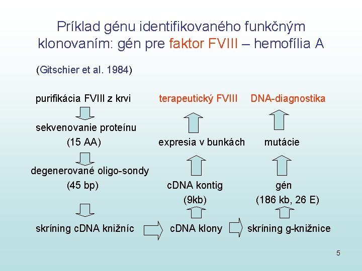 Príklad génu identifikovaného funkčným klonovaním: gén pre faktor FVIII – hemofília A (Gitschier et