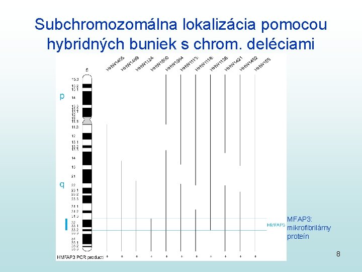 Subchromozomálna lokalizácia pomocou hybridných buniek s chrom. deléciami MFAP 3: mikrofibrilárny proteín 8 