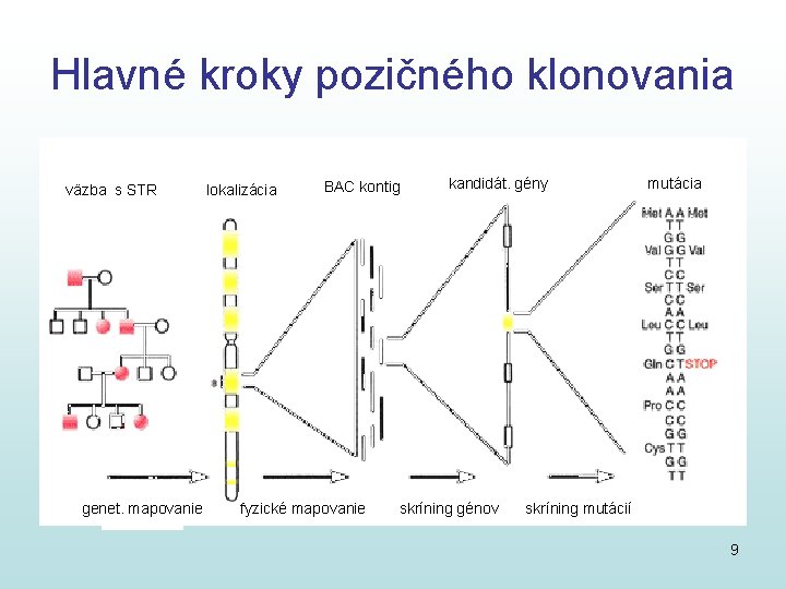 Hlavné kroky pozičného klonovania väzba s STR genet. mapovanie lokalizácia BAC kontig fyzické mapovanie Hlavné kroky pozičného klonovania väzba s STR genet. mapovanie lokalizácia BAC kontig fyzické mapovanie