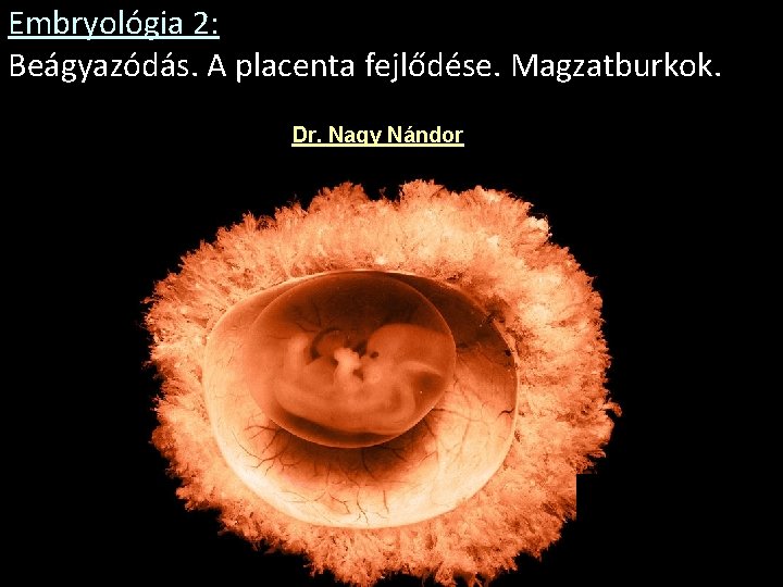 Embryológia 2: Beágyazódás. A placenta fejlődése. Magzatburkok. Dr. Nagy Nándor 