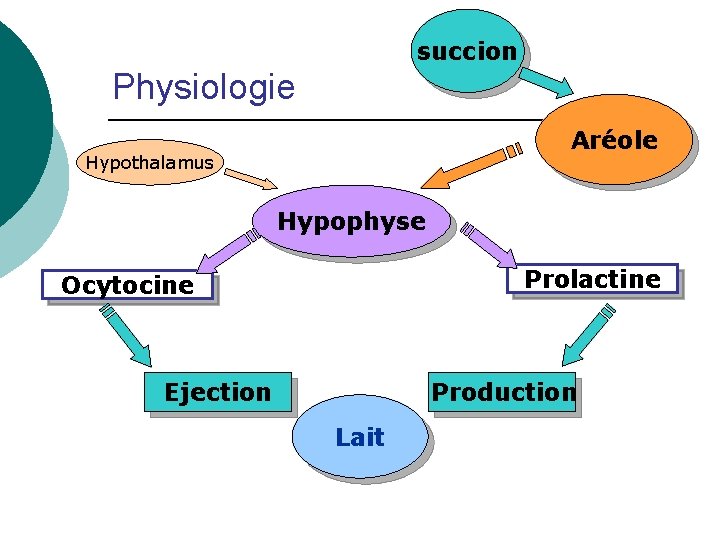 succion Physiologie Aréole Hypothalamus Hypophyse Prolactine Ocytocine Ejection Production Lait 