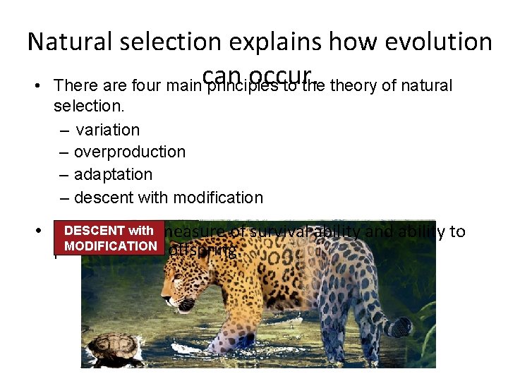 Evolution Chapter 10 Biology textbook KEY CONCEPT There