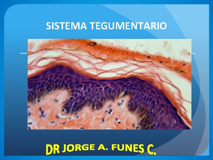 SISTEMA TEGUMENTARIO 