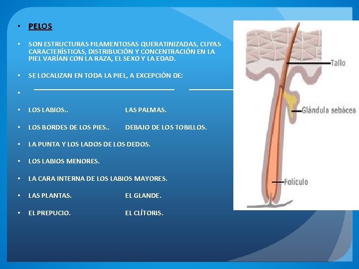  • PELOS • SON ESTRUCTURAS FILAMENTOSAS QUERATINIZADAS, CUYAS CARACTERÍSTICAS, DISTRIBUCIÓN Y CONCENTRACIÓN EN