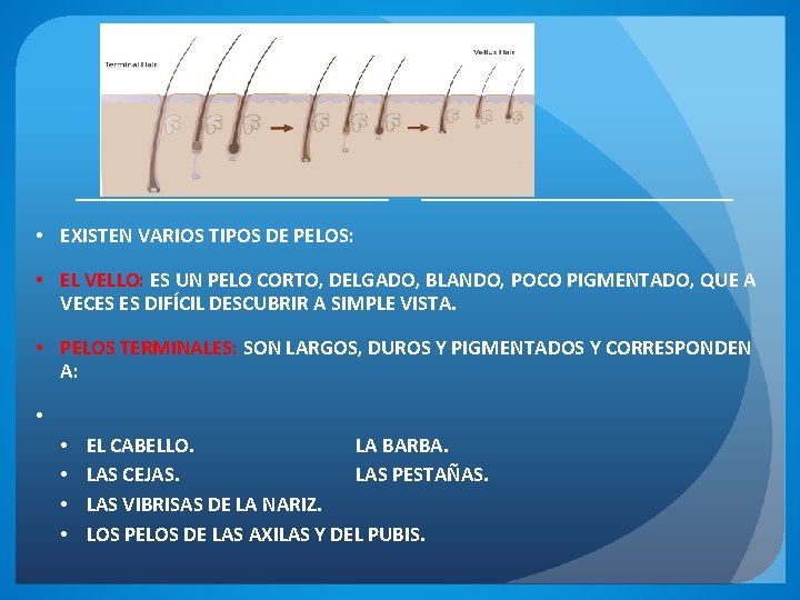  • EXISTEN VARIOS TIPOS DE PELOS: • EL VELLO: ES UN PELO CORTO,