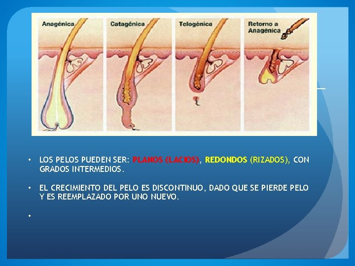  • LOS PELOS PUEDEN SER: PLANOS (LACIOS), REDONDOS (RIZADOS), CON GRADOS INTERMEDIOS. •