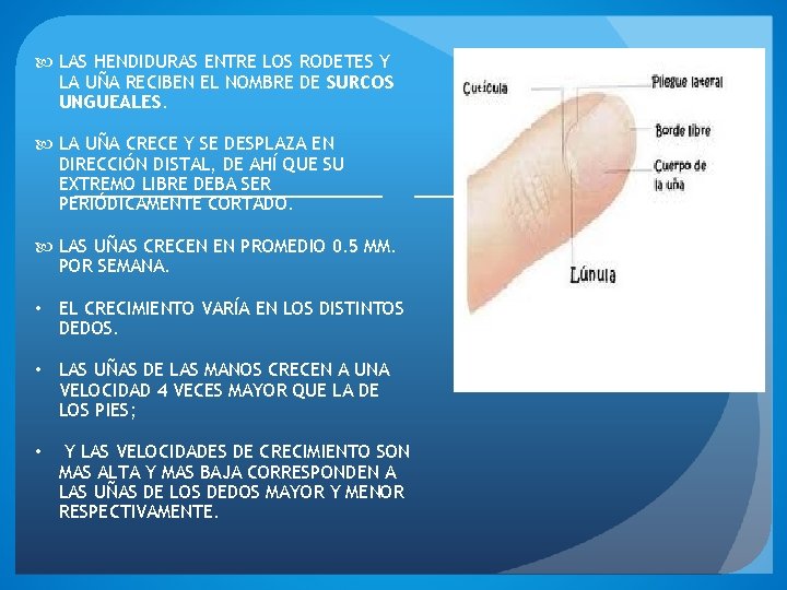  LAS HENDIDURAS ENTRE LOS RODETES Y LA UÑA RECIBEN EL NOMBRE DE SURCOS