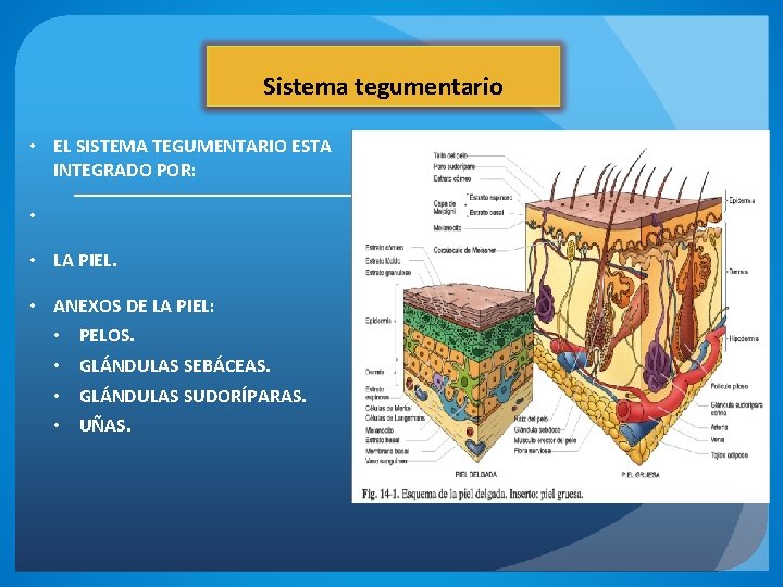 Sistema tegumentario • EL SISTEMA TEGUMENTARIO ESTA INTEGRADO POR: • • LA PIEL. •